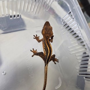 엠티백 슈퍼스트라이프