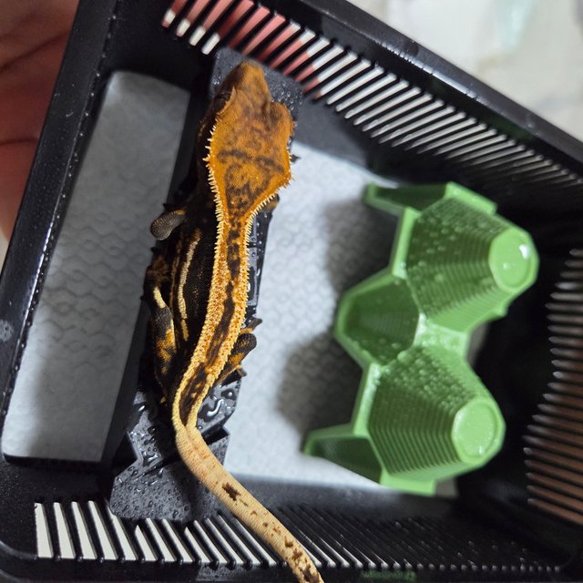 슈퍼스트라이프 엠티백