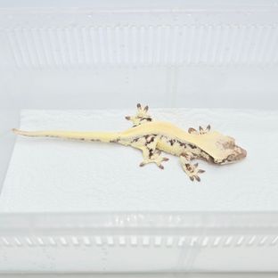 릴리 세이블