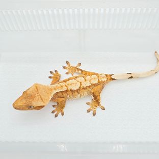 노멀 크림시클