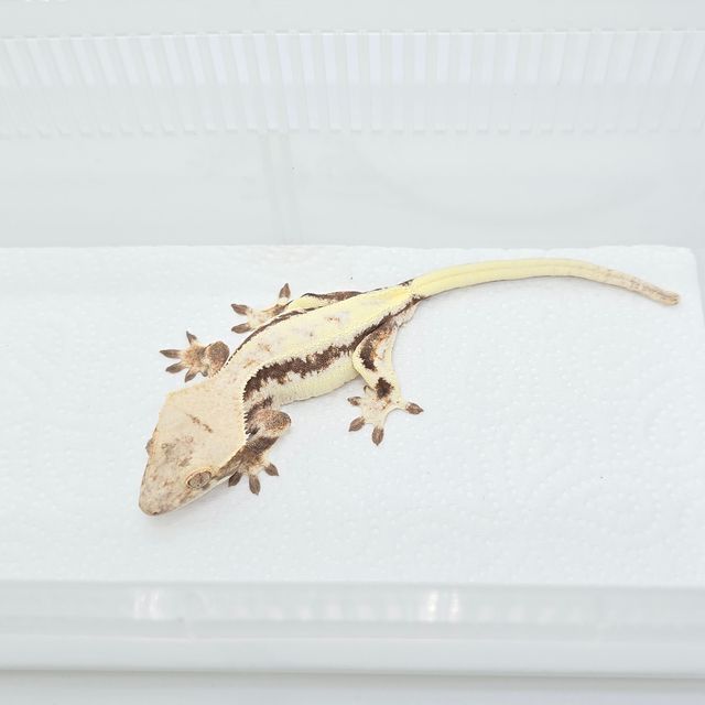 릴리 세이블