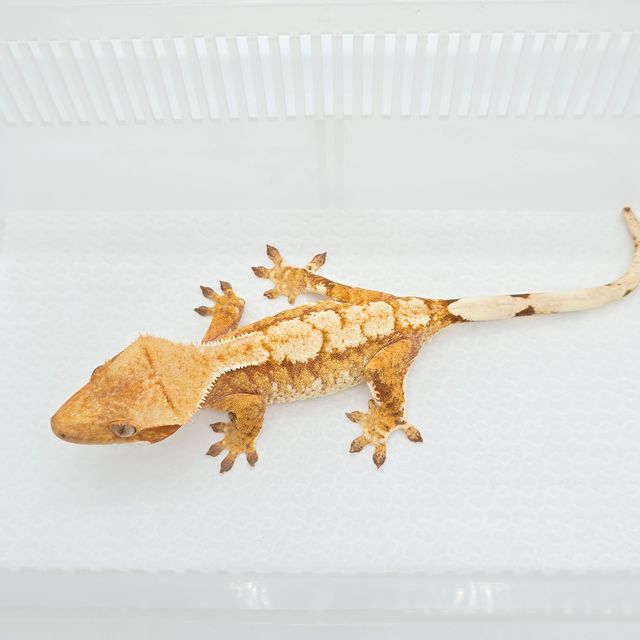 노멀 크림시클