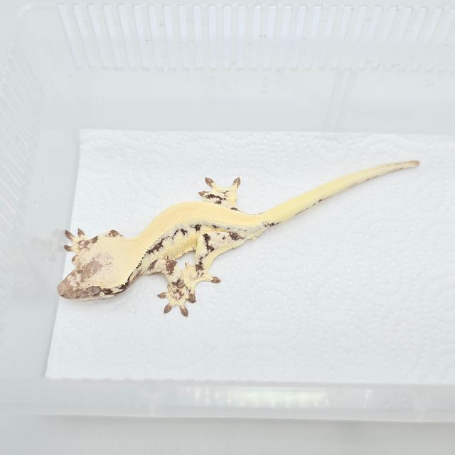 릴리 세이블