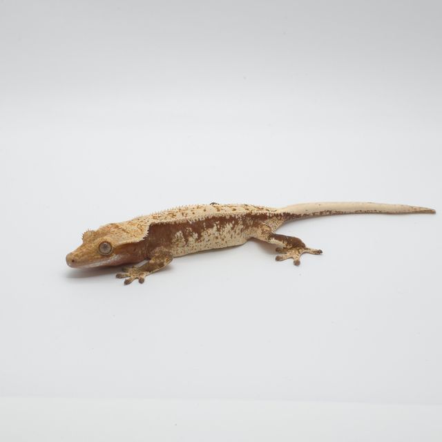 레드 익스트림할리퀸 드리피