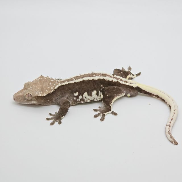 아잔틱