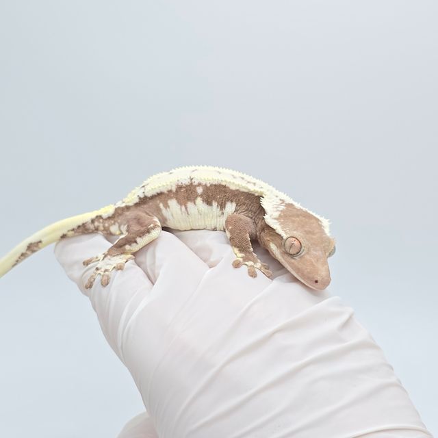 릴잔틱
