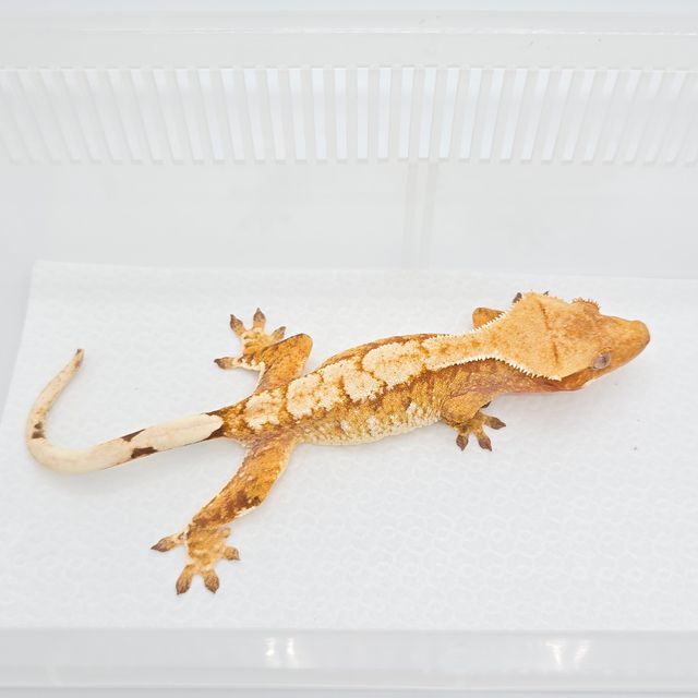 노멀 크림시클