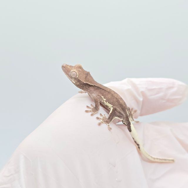 릴잔틱