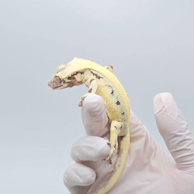 릴리 세이블