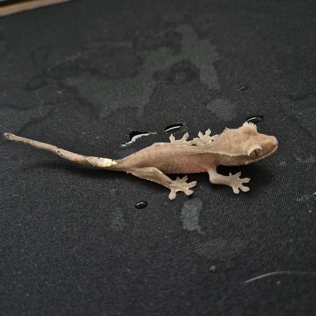 아잔틱