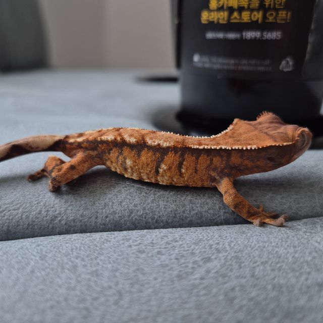 텐저린 할로윈 익스트림할리퀸