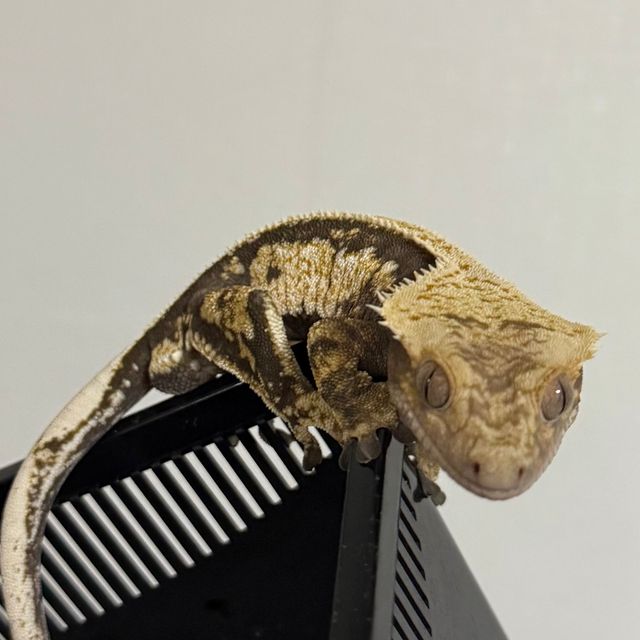 핀스트라이프
