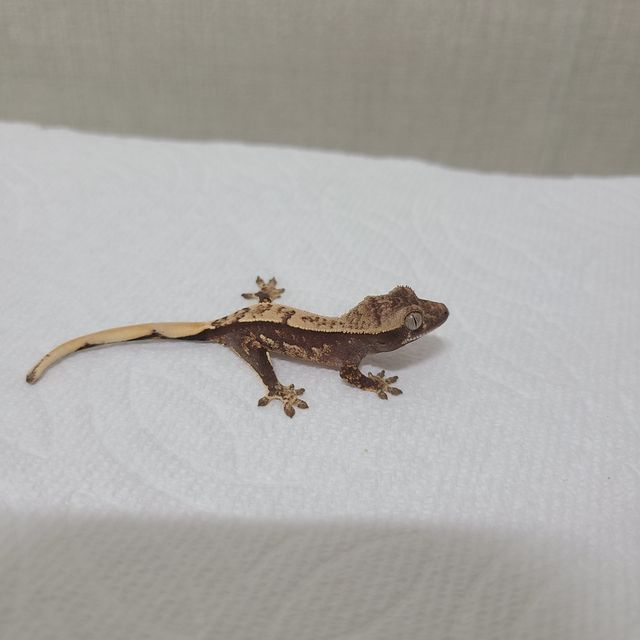 노멀