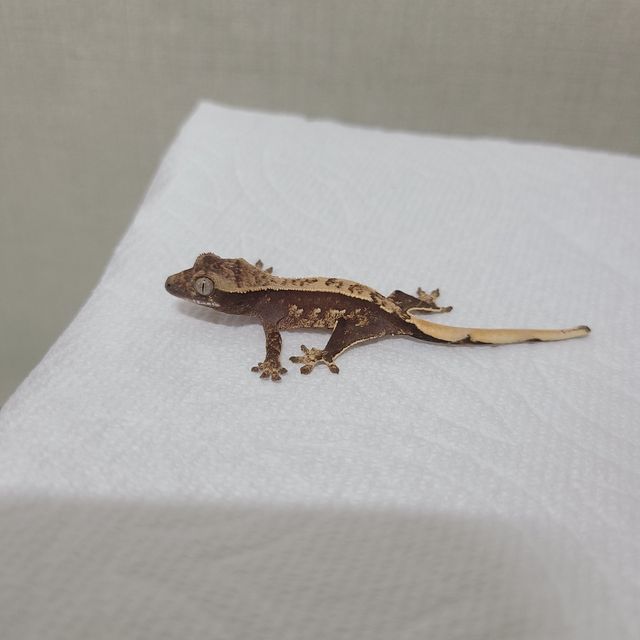 노멀