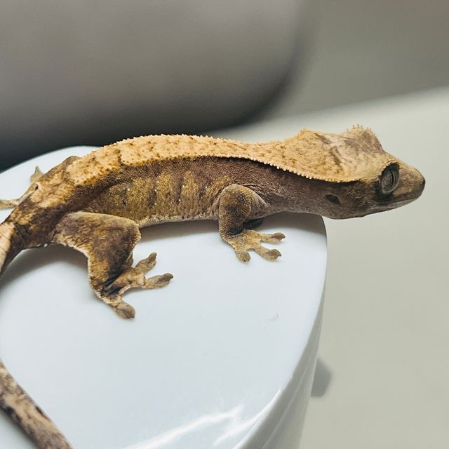 노멀 익스트림할리퀸