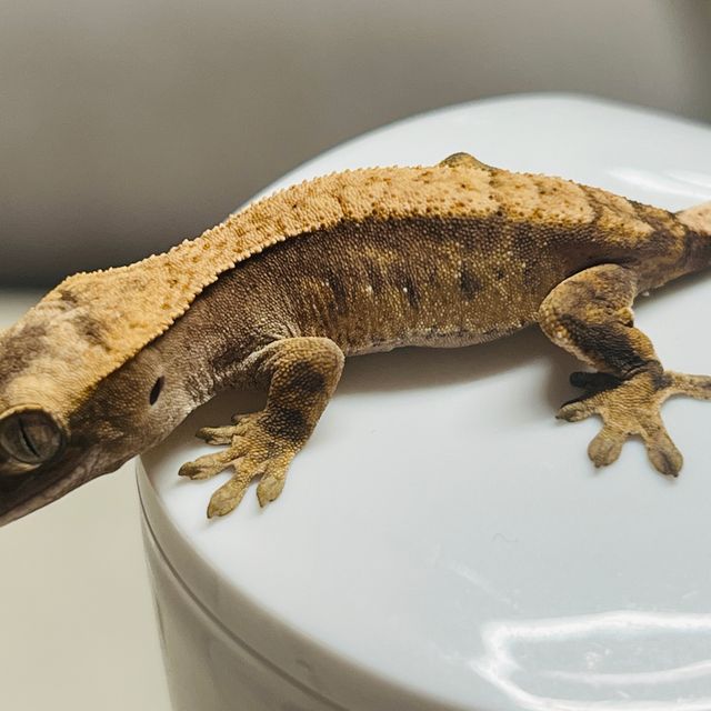 노멀 익스트림할리퀸