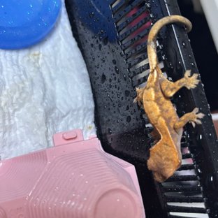 세이블