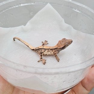 세이블