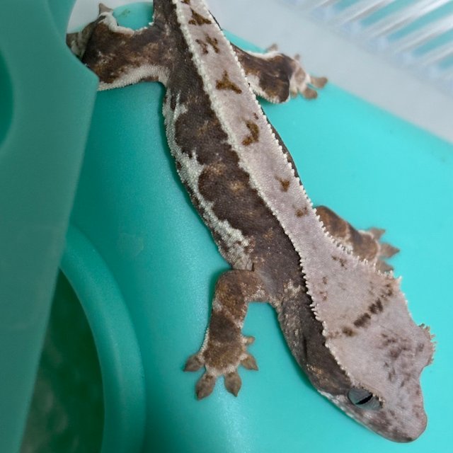 릴리100%헷아잔틱