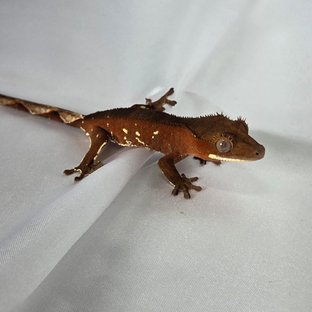 레드 바이 화이트포트홀