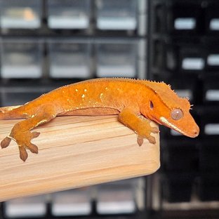 레드 바이 화이트포트홀