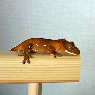 Red Bi White Porthole