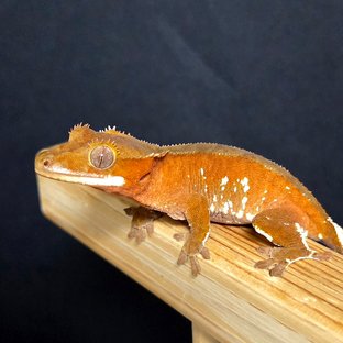 B02
