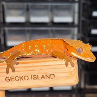 레드 바이 화이트포트홀