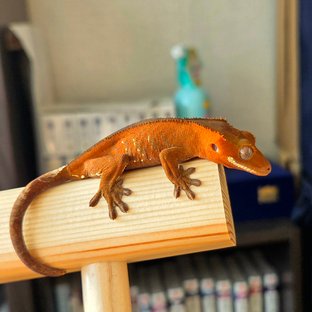 레드 바이 화이트포트홀