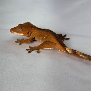 레드 바이 화이트포트홀