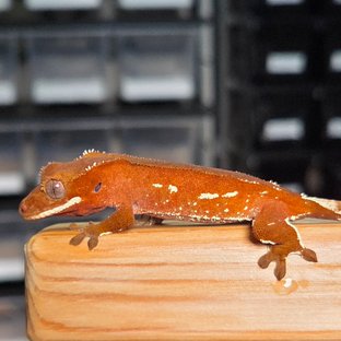 레드 바이 화이트포트홀