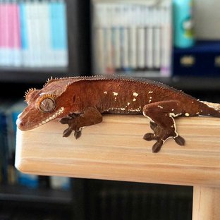 Red Bi White Porthole