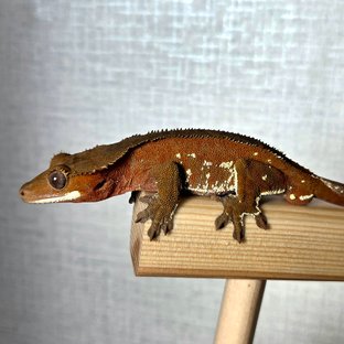 레드 바이 화이트포트홀