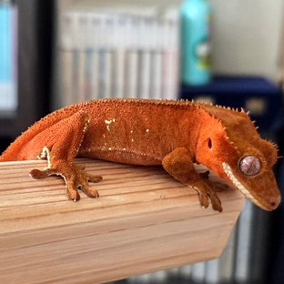 레드 바이 화이트포트홀