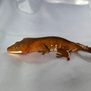 레드 바이 화이트포트홀