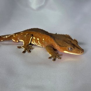 레드 바이 화이트포트홀