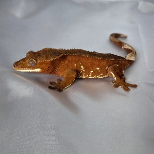 레드 바이 화이트포트홀