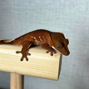 레드 바이 화이트포트홀