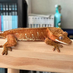 레드 바이 화이트포트홀