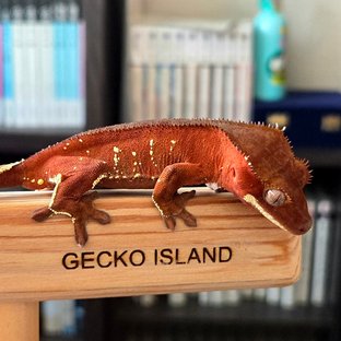 레드 바이 화이트포트홀