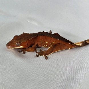 레드 바이 화이트포트홀