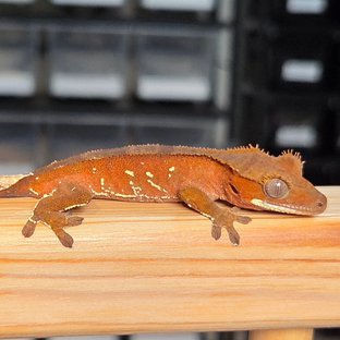 레드 바이 화이트포트홀