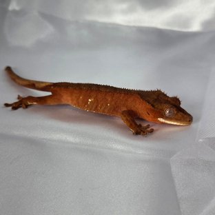 레드 바이 화이트포트홀