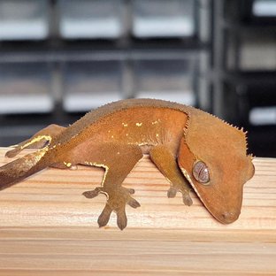 레드 바이 화이트포트홀