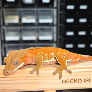 레드 바이 화이트포트홀