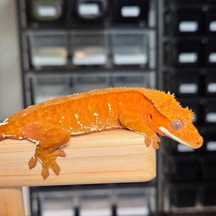 레드 바이 화이트포트홀