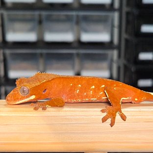 레드 바이 화이트포트홀