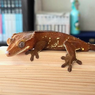 레드 바이 화이트포트홀