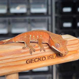 레드 바이 화이트포트홀