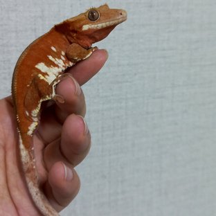 레드 바이 화이트포트홀 화이트스팟